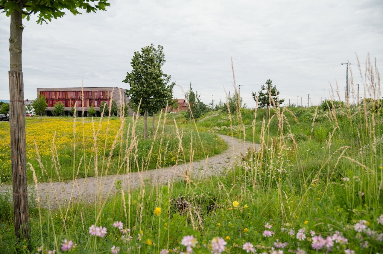 Nordpark III Plattling, BEM Burkhardt | Engelmayer | Mendel Landschaftsarchitekten Stadtplaner, Kategorie „Pflanzverwendung und Biodiversität“ Bayerischer Landschaftsarchitektur-Preis 2024, Foto: © Laura Loewel