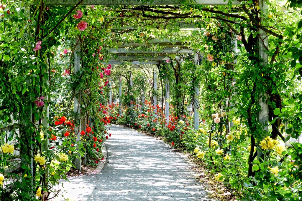 Ein gepflasterter Weg umgeben von einem Spalier aus roten und gelben Blumen und grünen Ranken.